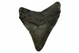 Juvenile Megalodon Tooth - South Carolina #310097-1